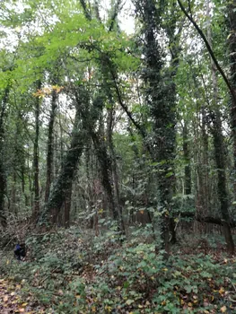 Galgebossen (Poperinge, Elverdinge, Vlamertinge) (Belgie)